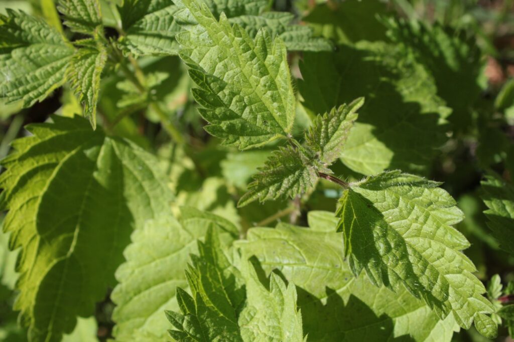 Young Nettle Leaves